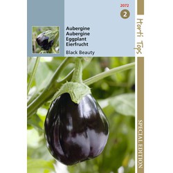 5 stuks - HTS Aubergine Black Beauty