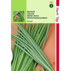 2 stuks - Bieslook Grove Allium Fistulosum