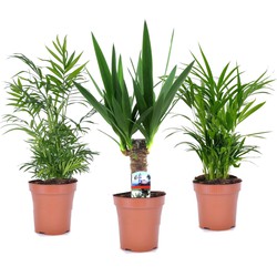 Mini-Palmen - Set van 3 stuks - Kamerplanten - Pot 12cm - Hoogte 30-40cm