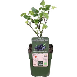 Hello Plants Rubus Fruticosus Black Satin Braam - Bramenstruik - Ø 13 cm - Hoogte: 45 cm