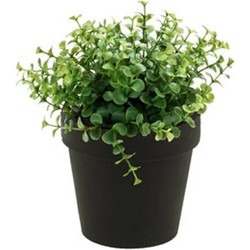 Emerald Kunstplant eucalyptus - groen - in zwart potje - 20 cm - Kunstplanten