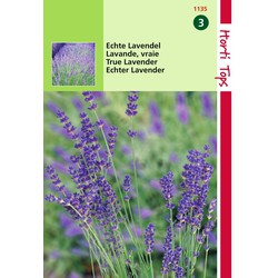 2 stuks - Lavendel Lavandula Officinalis