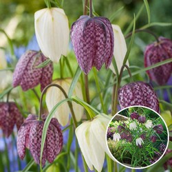 Fritillaria Meleagris - x60 - Kievitsbloem - Bloembollen