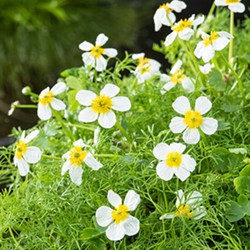 2 stuks! Ranunculus aquatilis potmaat P11 - Moerings