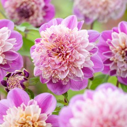 Dahlia 'Take Off' - Set van 3 - Dahliaknollen - Zomerbloeiers - Roze/paars