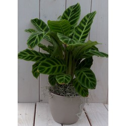 Calathea groen blad taupe pot 40 cm