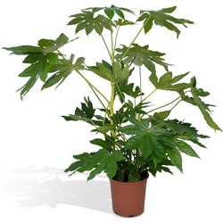 Hello Plants Fatsia Japonica Vingerplant - Ø 21 cm - Hoogte: 85 cm - Kamerplant