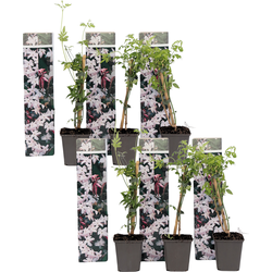 Jasmijn - Set van 6 - Jasminum 'Officinale'  - Hoogte 25-40cm - ⌀9cm