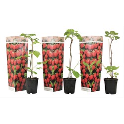 Frambozenplant - Set van 3 - Frambozenstruik - Pot 9cm - Hoogte 25-40cm