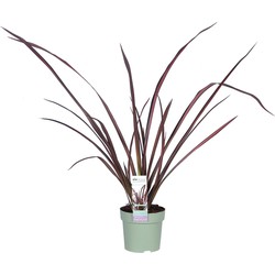 Hello Plants Phormium Pink Flamingo Nieuw Zeelands Vlas - Siergras - Ø 14 cm - Hoogte: 50 cm