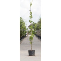Zuil moeraseik Quercus palustris Green Pillar h 350 cm st. h 30 cm