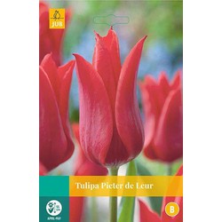 5 stuks - Tulipa Pieter de Leur 5 bollen