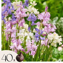 Hyacint - Set van 40 - Hyacinthoides Hispanica - Bloembollen