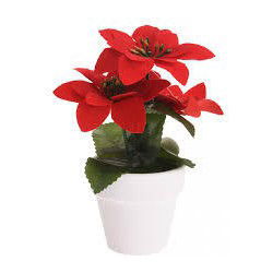 Kerstplant Rood Pot Keramiek