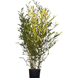 Bamboehaag Phyllostachys Bissetii 225 cm - Warentuin Natuurlijk