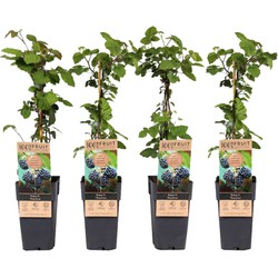 Rubus fruticosus - Set van 4 - Braam - Fruitplant - ⌀15cm - Hoogte 50-60cm