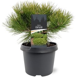 Pinus densiflora Low Glow 25-30 cm Conifeer