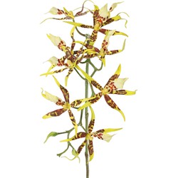 Spiderorchidee brassia met 9 bloemen & 2 plastic knoppen kunstbloem zijde nepbloem