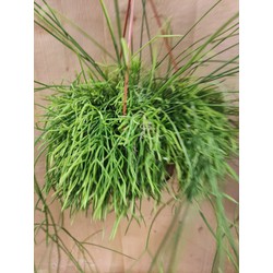 Rhipsalis Cassutha Hangplant - Warentuin Natuurlijk