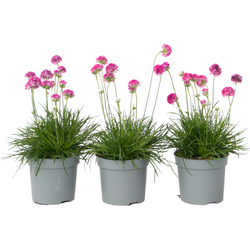 Engels gras - Set van 3 - Armeria maritima 'Deep Rose' - Hoogte 20-30cm - ⌀12cm
