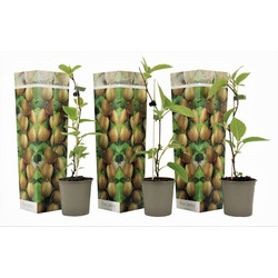 Kiwi Actinidia 'Jenny' - Set van 3 - Kiwiplanten - Pot 9cm - Hoogte 20-40cm