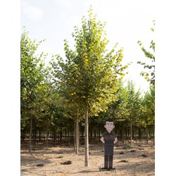 Koningslinde volgroeid Tilia europea Pallida h 600 cm st. omtrek 22,5 cm - Warentuin Natuurlijk