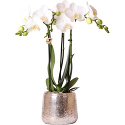 Kolibri Orchids | witte Phalaenopsis orchidee – Amabilis + Luxury sierpot zilver – potmaat Ø9cm – 40cm hoog | bloeiende kamerplant in bloempot - vers van de kweker
