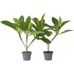 Frangipani Hawaii - Set van 2 - Plumeria rubra 'Hawaii' - Hoogte 45-55cm - ⌀17cm