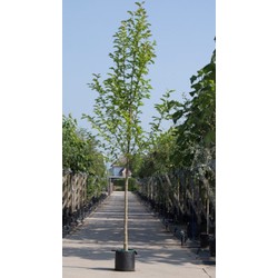 2 stuks! Beverboom Magnolia kobus h 250 cm st. omtrek 8 cm boom