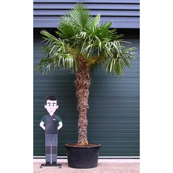 Chinese waaierpalm Trachycarpus Fortunei h 280 cm st. h 190 cm