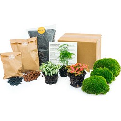 URBANJNGL - Planten terrarium pakket - Asparagus - 3 terrarium planten - Navul & Startpakket DIY terrarium - Mini ecosysteem plant