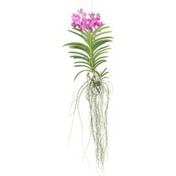 Roze Orchidee XXL - Vanda 'Pink' - Hoogte 90cm