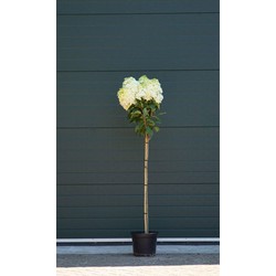 2 stuks! Hortensia Phantom Hydrangea pan. Phantom h 125 cm st. h 90 cm boom