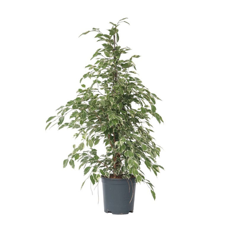 Treurvijg - Ficus Benjamina 'Twilight' - Hoogte 100-110cm - ⌀21cm - 