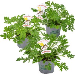 Floraya - Geranium anti-muggen | Pelargonium per 3 stuks - Buitenplant in kwekerspot ⌀10.5 cm - ↕20 cm