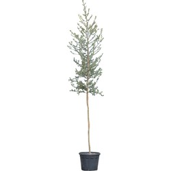 Kurkeik hoogstam Quercus suber 300 cm