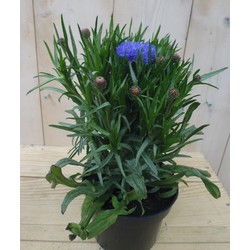 2 stuks - Korenbloem Blauw