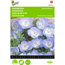 2 stuks - Nemophila Insignis Hemelsblauw