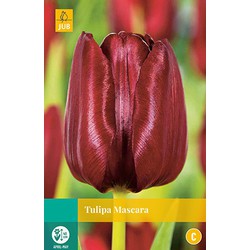 Tulipa Mascara