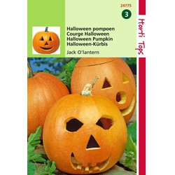 2 stuks - Pompoen Jack O Latern Cucurbita Pepo - Hortitops