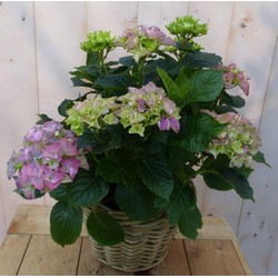 Hortensia in een mand roze