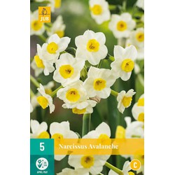 Narcissus avalanche