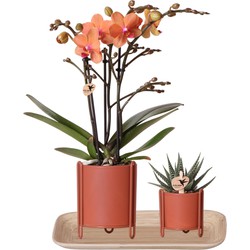 Kolibri Company - Planten set Essential terracotta | Set met oranje Phalaenopsis Orchidee Ø9cm en groene plant succulent Royal Highness  Ø6cm Bamboo plate oval Ø30cm | incl. terrac