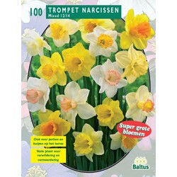 2 stuks - Narcis Trompet, Mix per 100