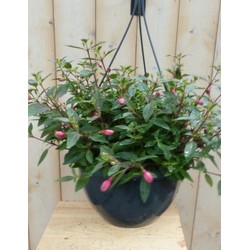 Fuchsia in hangpot donkerroze