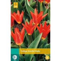 Tulipa Scarlet Baby