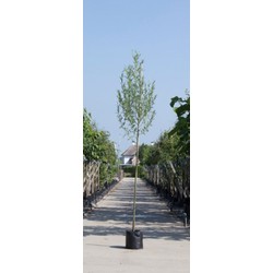 2 stuks! Witte wilg Salix alba h 250 cm st. omtrek 8 cm boom