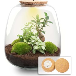 URBANJNGL - Plant terrarium - Emma Bonsai - DIY kit - ↑ 25 cm