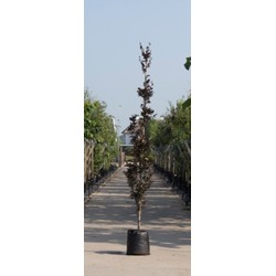 Rode zuilbeuk Fagus sylvatica Dawyck Purple h 350 cm st. h 30 cm