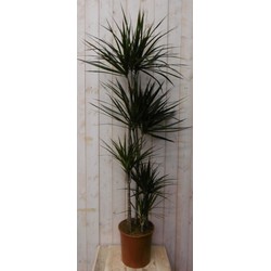 Kamerplant Drakenbloedboom Dracaena Marginata smal blad Groen 160 cm